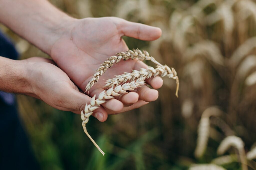 Closeup a male hand holding a wheat.- Image